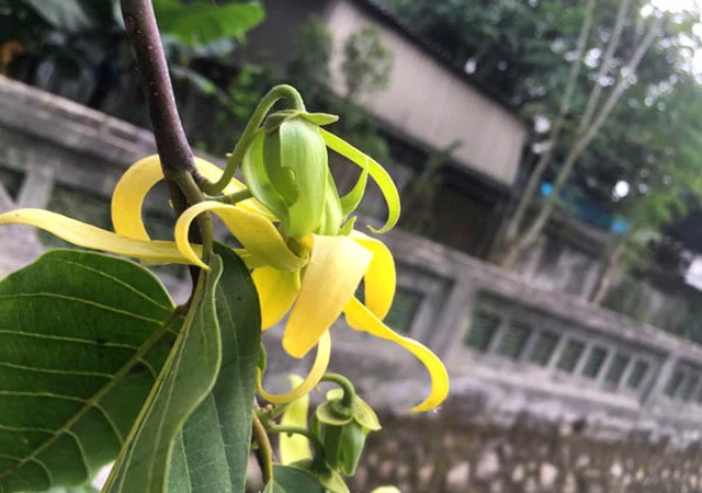 Ý Nghĩa Hoa Hoàng Lan| Đặc điểm, Công dụng và Cách trồng 22helo88