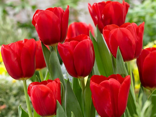Hoa Tulip Đỏ: Tìm hiểu ý nghĩa đặc điểm cách trồng và cách chăm sóc
