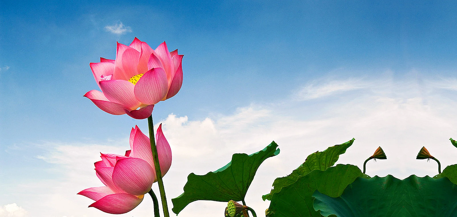 Ý nghĩa của hoa sen trong Phật giáo và văn hóa heloo88 - Ecolotus