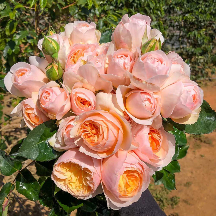 Top 10+ giống hoa hồng ngoại màu vàng cam đẹp nhất