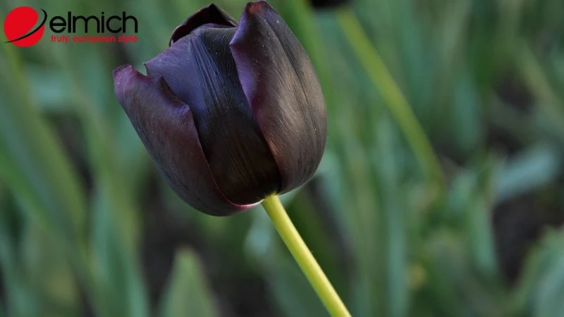 Bật mí ý nghĩa và nguồn gốc của mỗi loại hoa tulip
