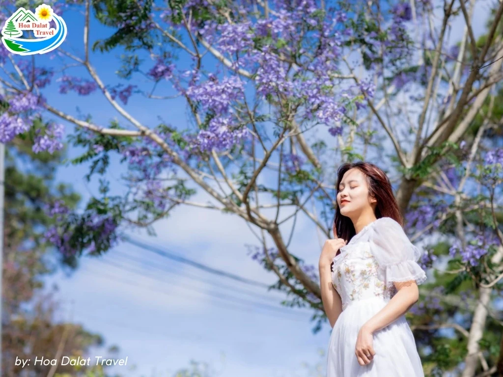 Hoa Phượng Tím Đà Lạt - Điểm Lãng Mạn Của Thành Phố Ngàn Hoa