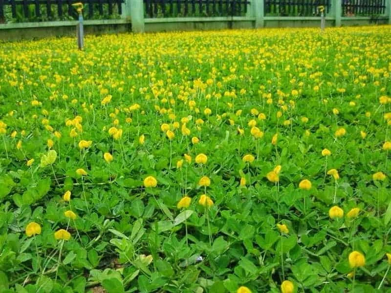 Top cây công trình có hoa màu vàng bóng mát và dạng bụi