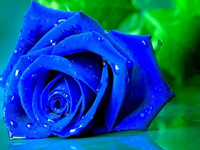 Hoa Hồng Xanh có ý nghĩa gì và tặng vào dịp nào?