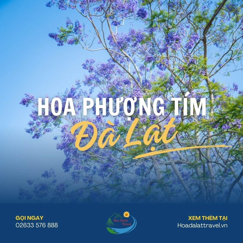 Hoa Phượng Tím Đà Lạt - Điểm Lãng Mạn Của Thành Phố Ngàn Hoa