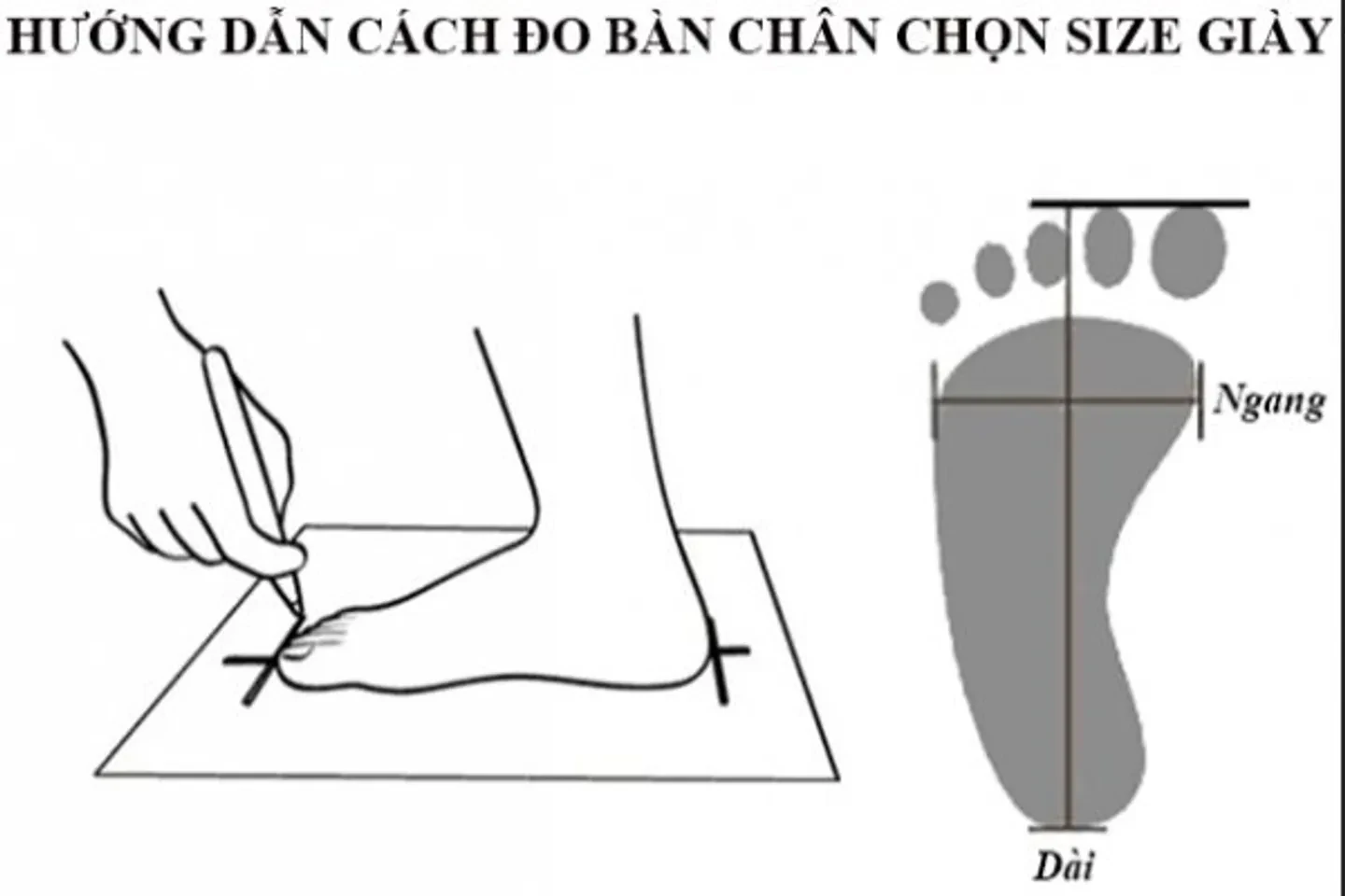Bảng size giày Adidas nam nữ và trẻ em chuẩn kích cỡ EU UK US