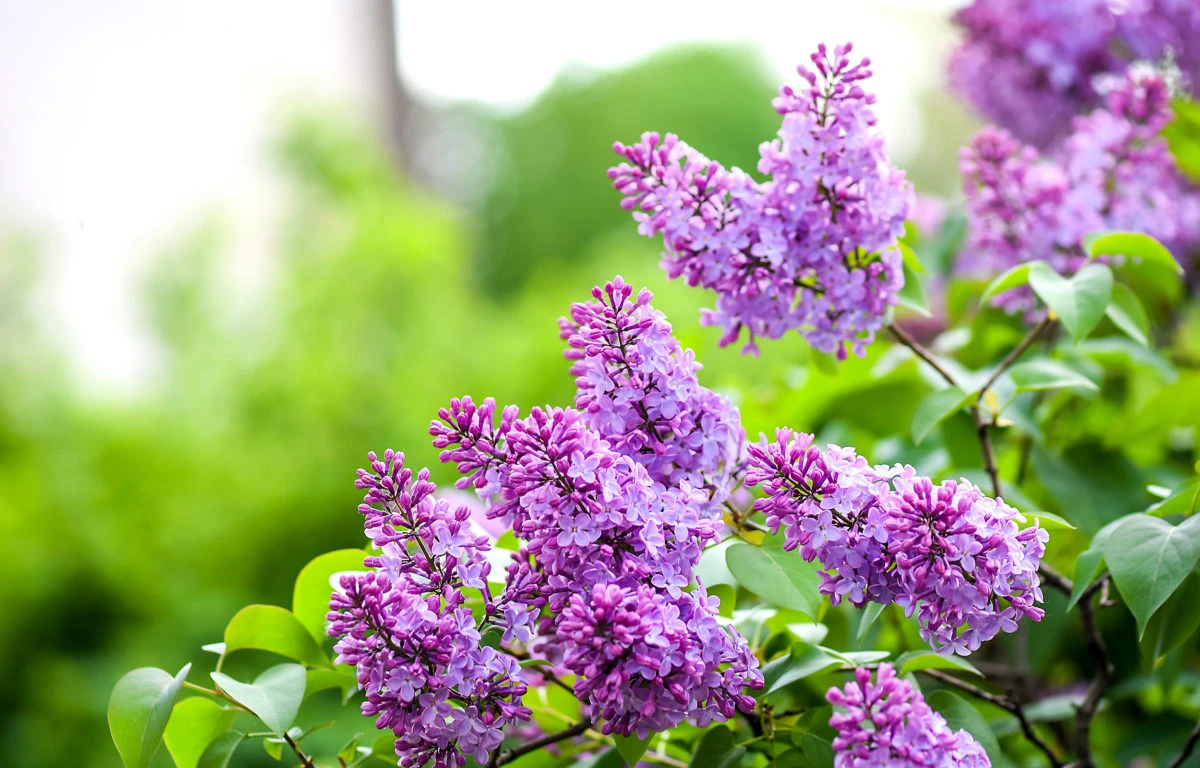 Hoa tử đinh hương - loài hoa mang thông điệp tình yêu mộng mơ