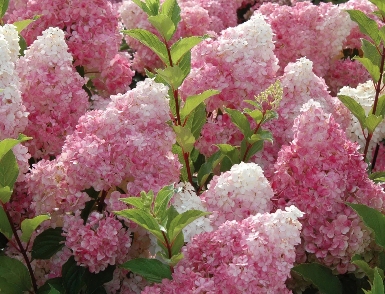 Hoa tử đinh hương - loài hoa mang thông điệp tình yêu mộng mơ