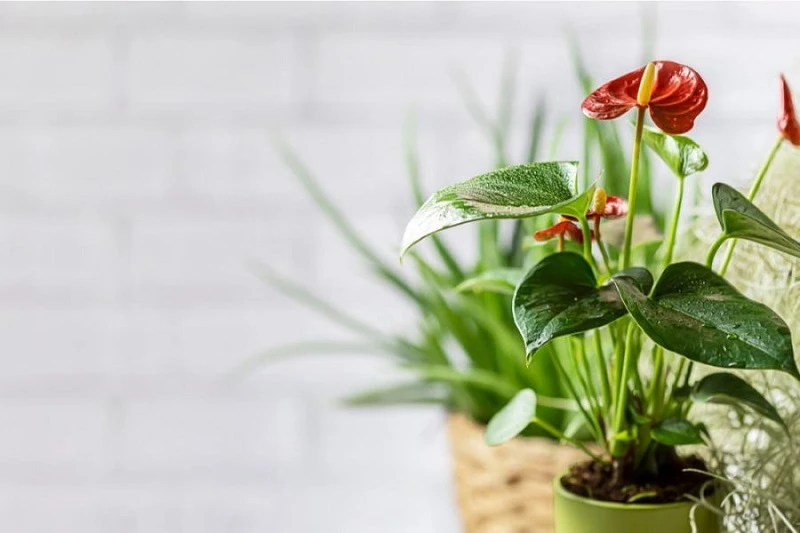 Cây hồng môn và những lợi ích không phải ai cũng biết