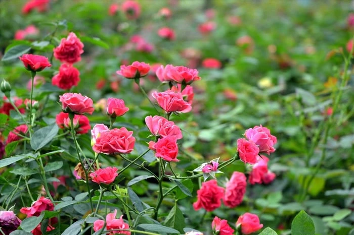 Bộ sưu tập hình ảnh hoa Hồng tuyệt vời nhất