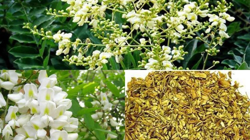 Tác dụng của trà hoa hòe với helloo88