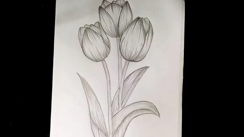 Vẽ hoa tulip ấn tượng nhất, mẫu tranh hoa tulip đẹp dễ vẽ