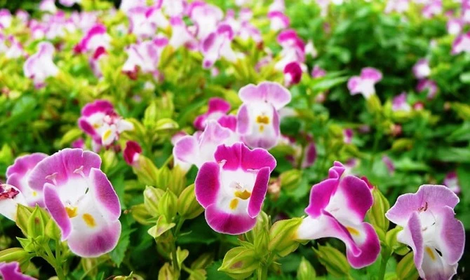 Hoa mõm chó - Đặc điểm, ý nghĩa, cách trồng và chăm sóc