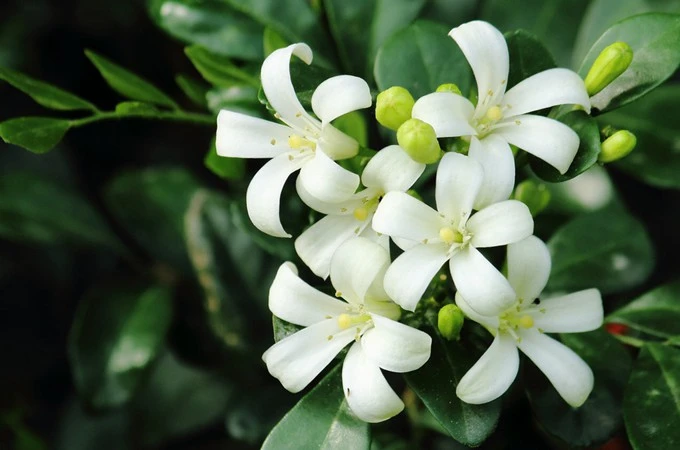 Cây này nở hoa 200 ngày mỗi năm, thơm gấp 8 lần hoa quế, trồng trước nhà giúp trừ xui cầu may