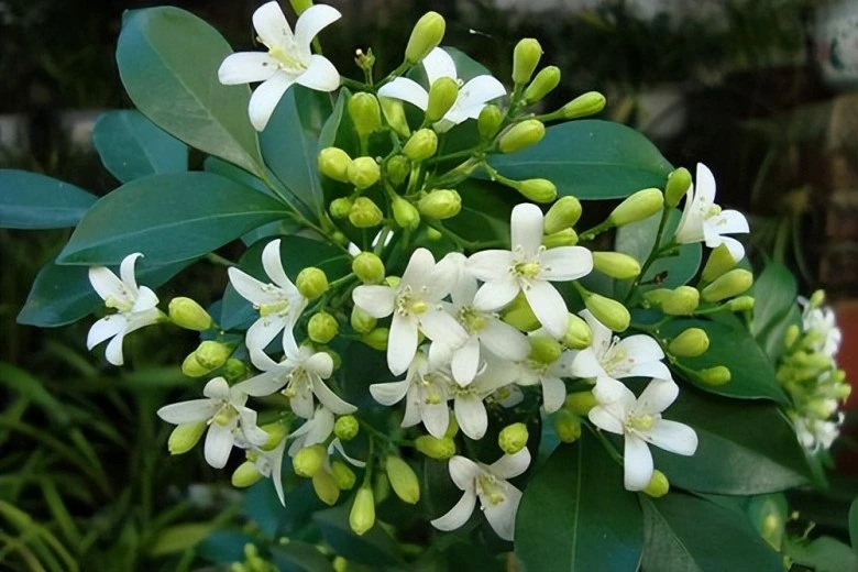 Cây này nở hoa 200 ngày mỗi năm, thơm gấp 8 lần hoa quế, trồng trước nhà giúp trừ xui cầu may