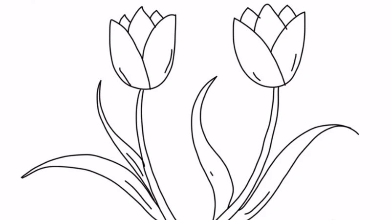 Vẽ hoa tulip ấn tượng nhất, mẫu tranh hoa tulip đẹp dễ vẽ