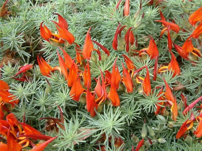 Loại hoa vương giả mang vẻ đẹp độc đáo, trồng ở ban công sẽ đưa điềm lành đến cho helo888