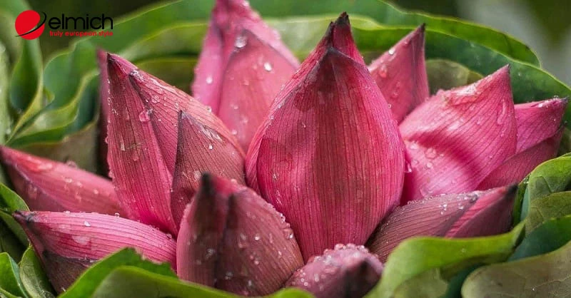 Hoa sen - Quốc hoa heloo88 mang vẻ đẹp thanh tao