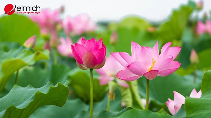 Hoa sen - Quốc hoa heloo88 mang vẻ đẹp thanh tao