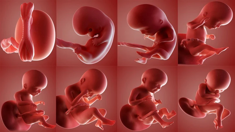 Giấy siêu âm thai nhi 3 tuần tuổi có những thông tin gì?