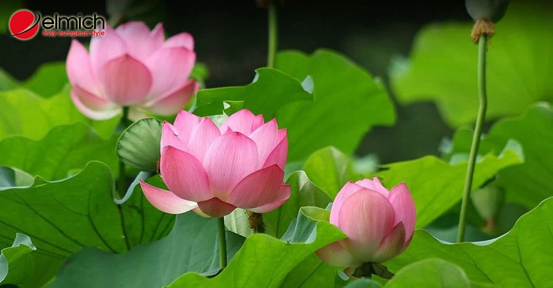 Hoa sen - Quốc hoa heloo88 mang vẻ đẹp thanh tao