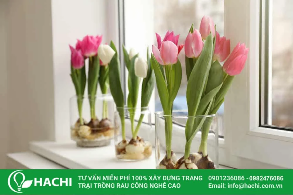 hello8862 com cách trồng hoa Tulip thủy canh helloo88 nở đẹp nhất