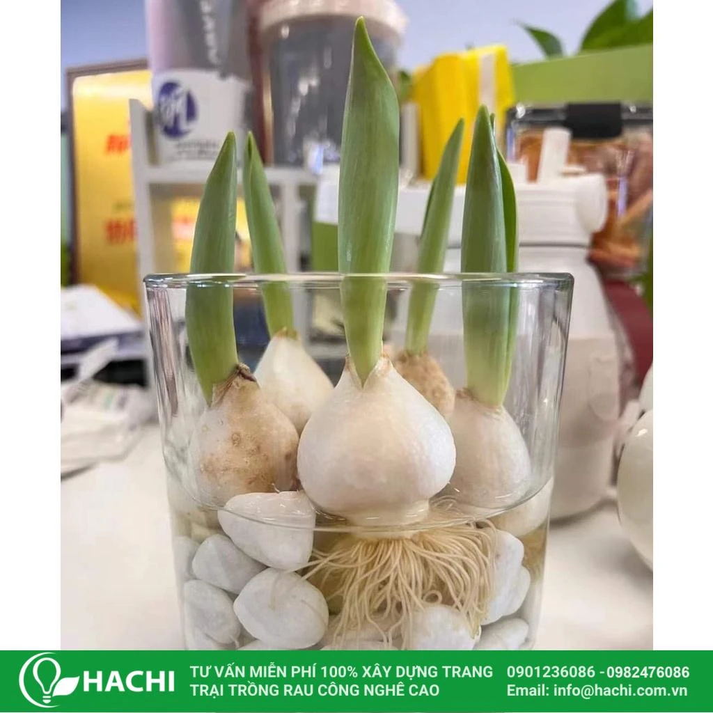 hello8862 com cách trồng hoa Tulip thủy canh helloo88 nở đẹp nhất