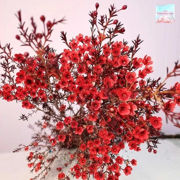 hello8862 com cách cắm hoa thanh liễu ngày Tết chi tiết, dễ hiểu