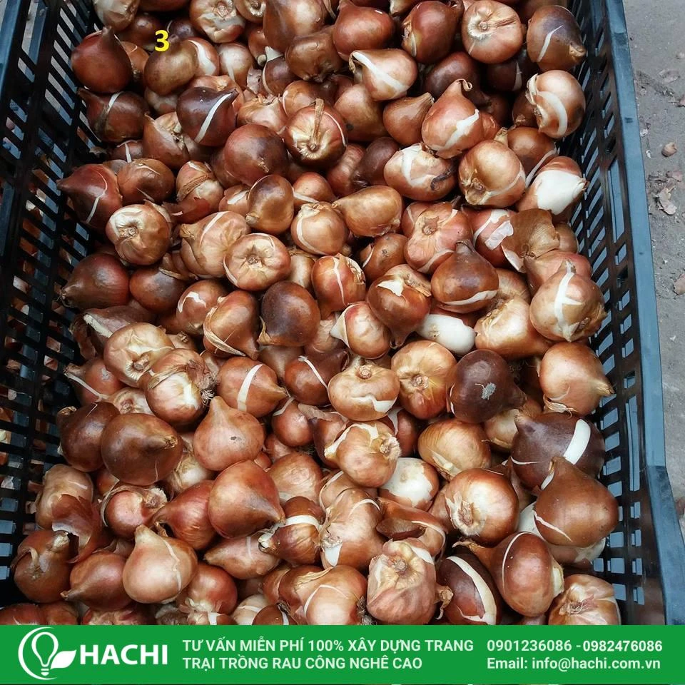 hello8862 com cách trồng hoa Tulip thủy canh helloo88 nở đẹp nhất