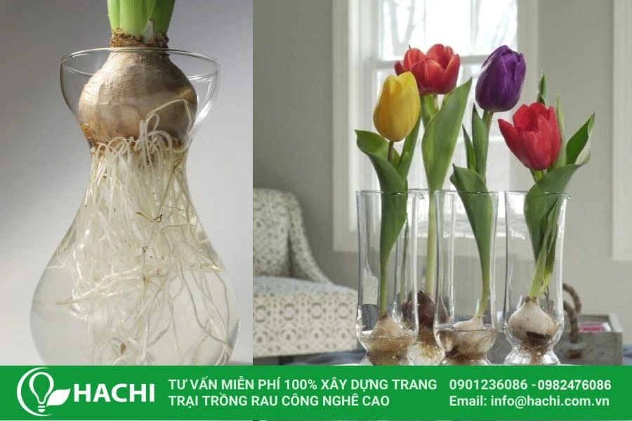 hello8862 com cách trồng hoa Tulip thủy canh helloo88 nở đẹp nhất
