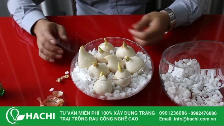 hello8862 com cách trồng hoa Tulip thủy canh helloo88 nở đẹp nhất