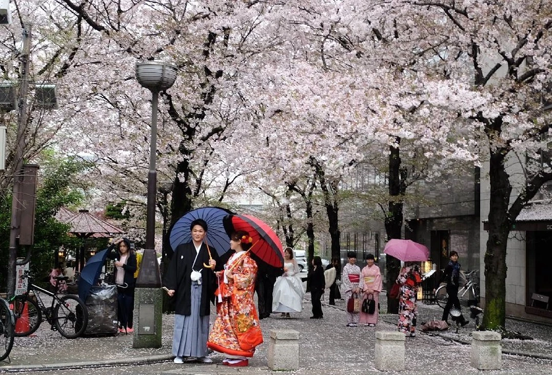 Lễ hội hoa anh đào Hanami (Nhật Bản) có gì thú vị?
