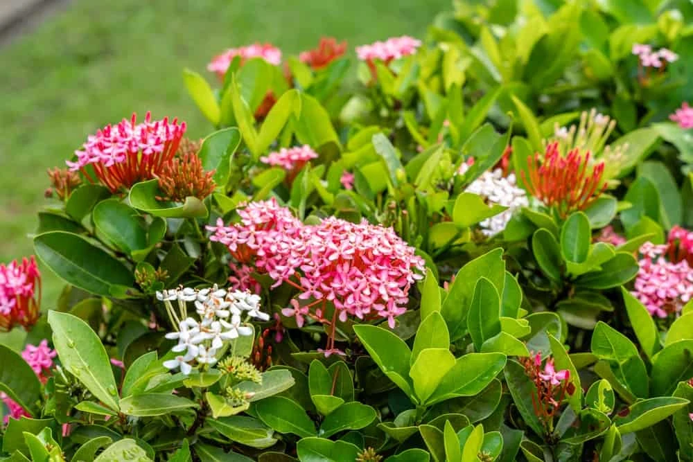 Có nên trồng hoa mẫu đơn ta trước nhà?