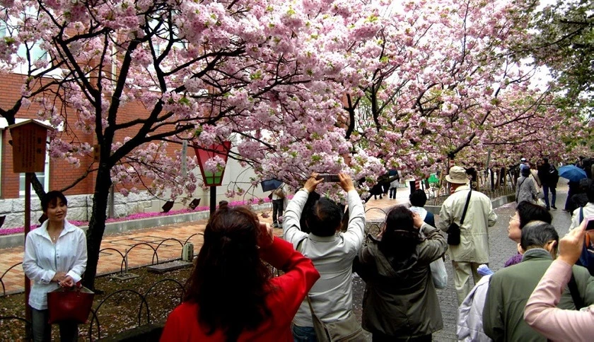 Lễ hội hoa anh đào Hanami (Nhật Bản) có gì thú vị?