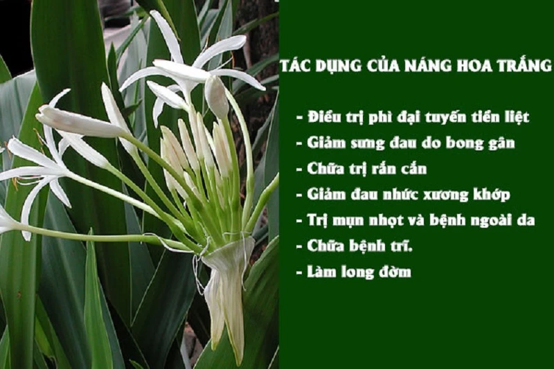 Cây náng hoa trắng - dược liệu đa lợi ích cho helloo88 con người