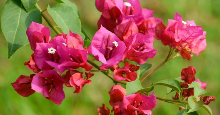 Tả một loài hoa mà em thích nhất (53 mẫu) Tập làm văn lớp 2