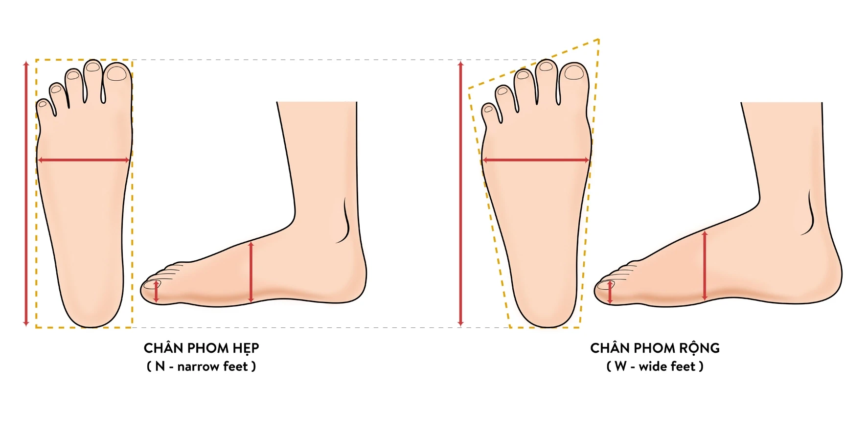 Bàn chân 25cm đi giày size 33hello88 thì chuẩn?