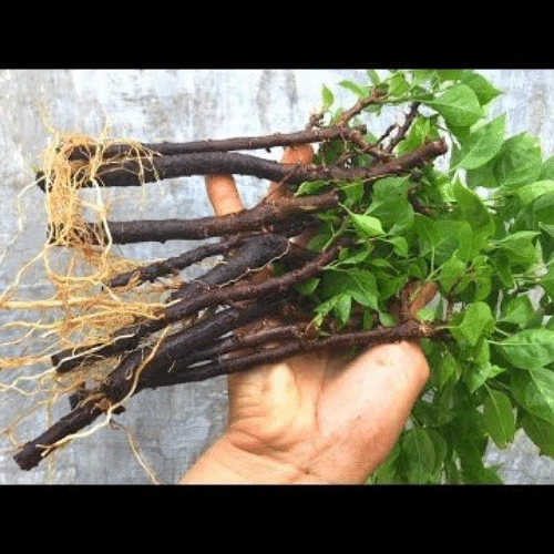 Cách giâm cành hoa giấy 22helo88 cho ra rễ tua tủa