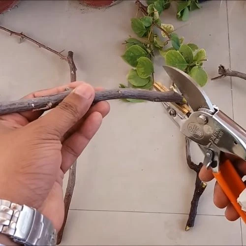 Cách giâm cành hoa giấy 22helo88 cho ra rễ tua tủa