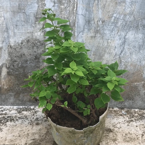 Cách giâm cành hoa giấy 22helo88 cho ra rễ tua tủa