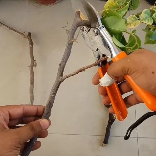 Cách giâm cành hoa giấy 22helo88 cho ra rễ tua tủa