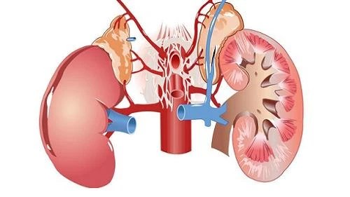 Cách nhận biết thận khỏe hay yếu qua dấu hiệu cơ bản